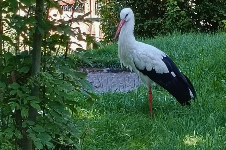 ein Storch steht auf einer Wiese