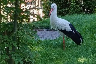 ein Storch steht auf einer Wiese