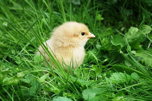Küken sitzt auf einer Wiese