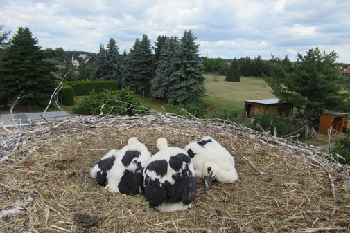 drei kleine Störche sitzen in einem Storchennest