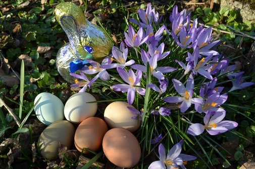Ostern-2026 ein Schoko- Osterhase mit bunten Hünereiern an einer Krokuspflanze