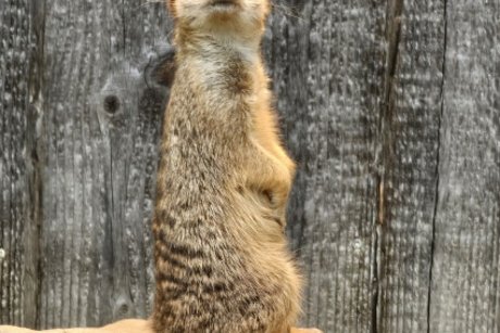 Ein stehendes Erdm&auml;nnchen