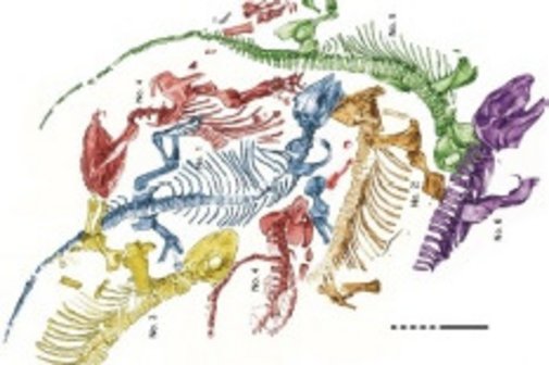 Skizzierte Skelette von 6 Sauriern