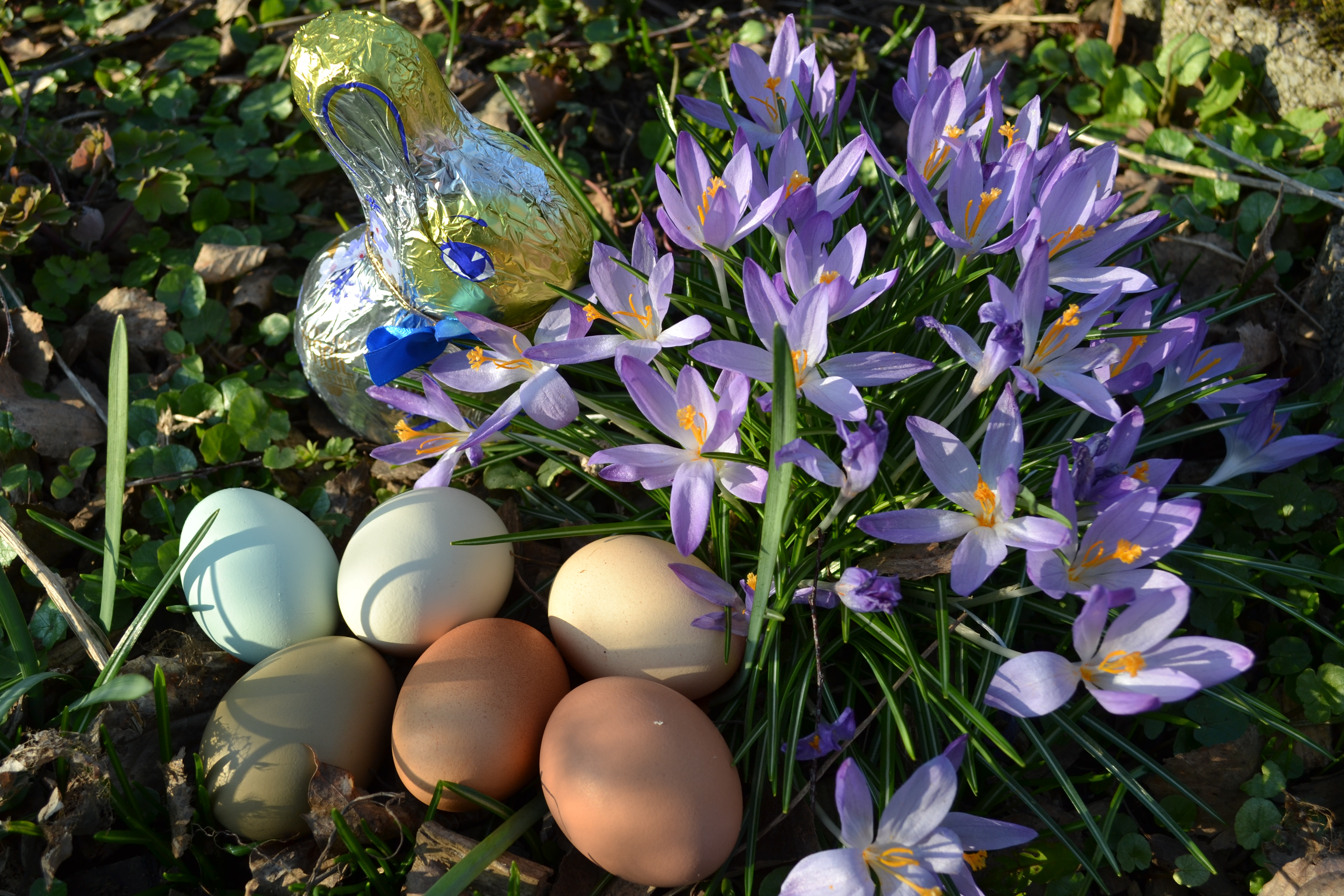 ein Schoko- Osterhase mit bunten H&uuml;nereiern an einer Krokuspflanze