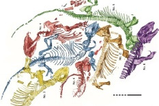 Skizzierte Skelette von 6 Sauriern